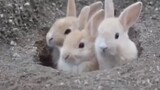 [Animals] Several little rabbits emerged from their burrow