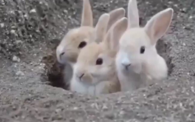 [Animals] Several little rabbits emerged from their burrow