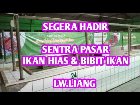 Segera Hadir Sentra Pasar Ikan Hias Dan Benih Ikan Pasar Lw.Liang - Bogor Barat