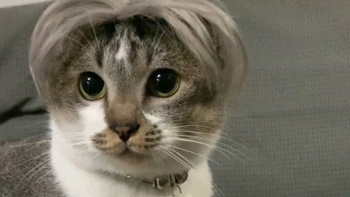Kucing Luwak Mei lucu banget, lucu banget