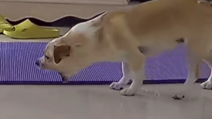Setelah mencret, menggigit pinggang celana, dan kantung analnya pecah, anjing ajaib ini lagi-lagi me