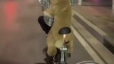 The golden retriever was praised wildly by passers-by while riding a motorcycle, and both the owner 