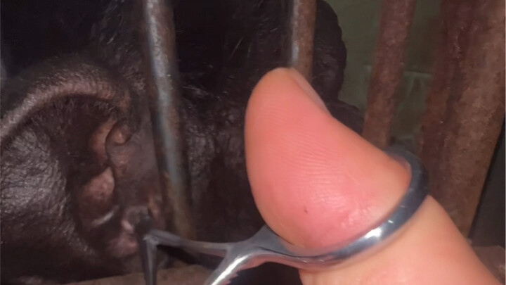 Latihan Medis untuk Simpanse ~ Membersihkan Telinga. Leheledu Kaili