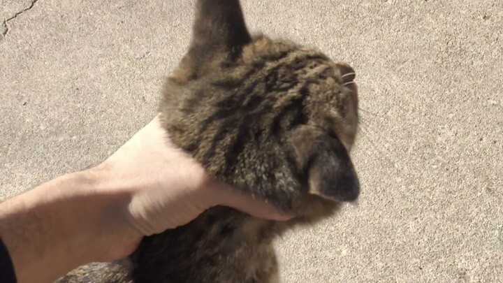 Watch closely: this is how you pet a cat!