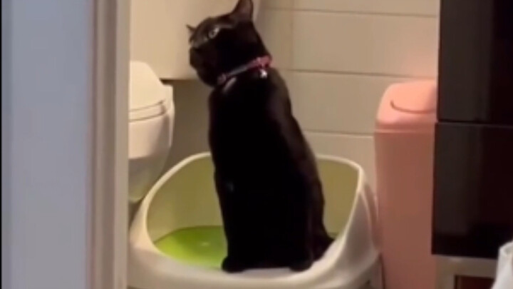 Cats Enjoying the Toilet