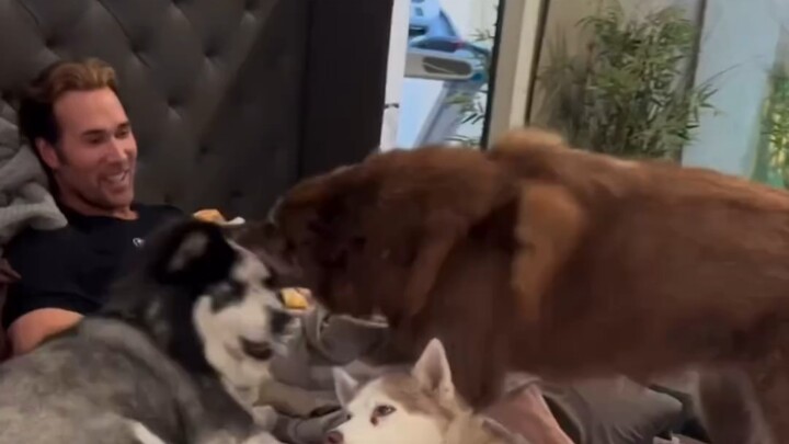 Super Dog Lover King