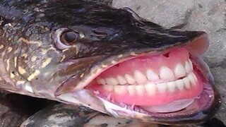 Perfectly Cut Screams 53
