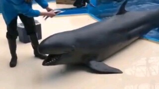 adorable dolphin