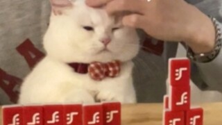 Mahjong tips: bring a lucky cat?