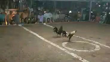 Panalo na sana tomabla pa ,FROM CEBU BANTAYAN ISLAND #Mr. En Off