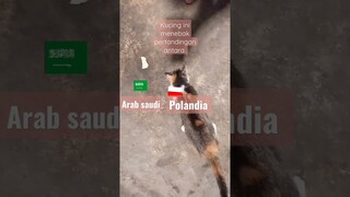 kucing menebak pertandingan antara Arab Saudi vs Polandia #shorts #shortsvideo #videoshorts