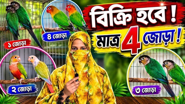 ৪ জোড়া রানিং কনুর পাখি বিক্রি হবে! | Conure Breeding Pair BD