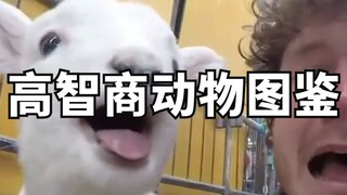 高智商动物图鉴