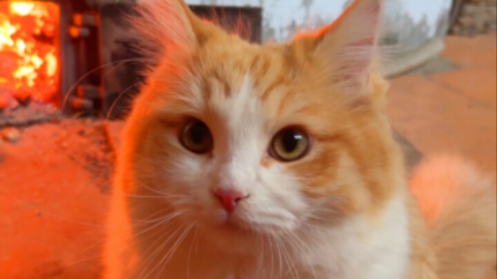 An orange cat from the snowy mountains sneaked into my home and insisted on sharing the warmth of th