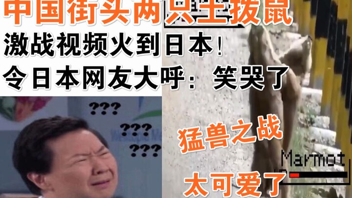 فيديو لقتال حاد بين جرذين برّيين في شوارع الصين يحقق رواجًا كبيرًا في اليابان! مما دفع مستخدمي الإنت