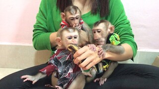 Mom Feeding some fruits and vegetable for the three monkeys