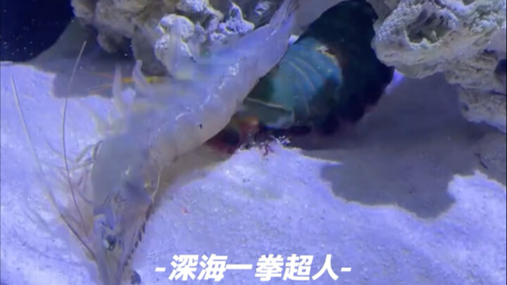 Peacock mantis shrimp, one punch sparks fire—how many can your friend take?