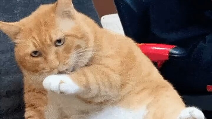 Big Orange: Chuột ơi, có người trả tiền cho mạng sống của mày đấy