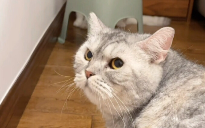 A cat’s pee is seriously terrifying!