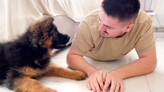 ลูกสุนัขเยอรมันเชพเพิร์ดสับสนเมื่อเล่นกับพ่อ