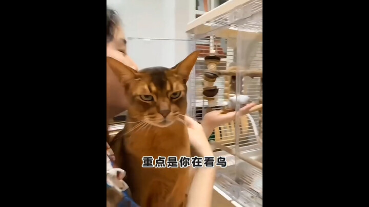 “Jealousy makes the cat unrecognizable”
