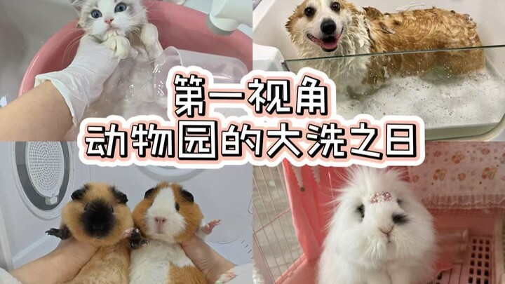 منظور أول شخص | يوم الغسيل الكبير للقطط والكلاب والخنازير والطيور والأرانب والشينشيلا