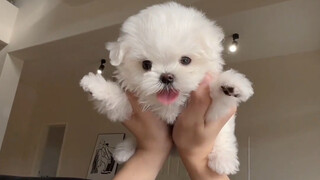 芜湖～小飞狗来咯