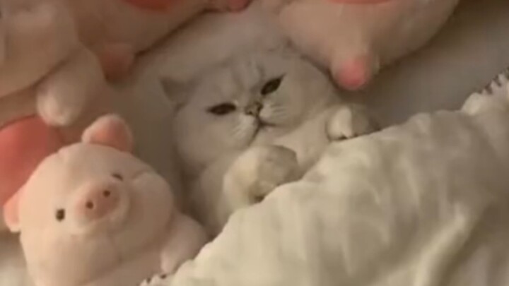 “Mèo con chữa lành tâm hồn”