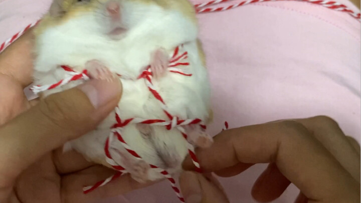 Godaan Maksimal dari Si Tikus: Pertunjukan Main Tali