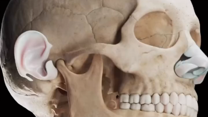 คุณรู้ไหมว่าในหัวของเรามีกระดูกกี่ชิ้น?