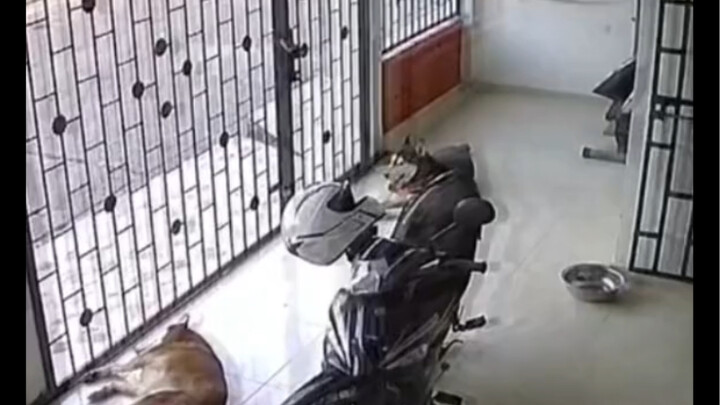 The cat, worried the puppy was cold, covered him with a motorcycle.