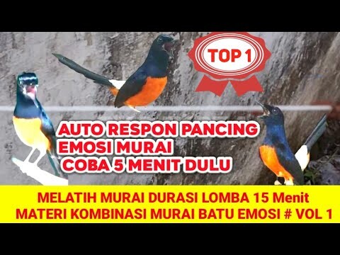 SUARA MURAI BATU JANTAN EMOSI