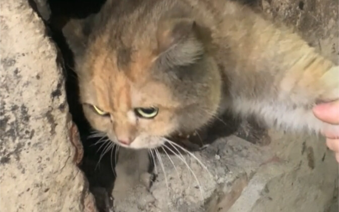 ในสถานการณ์แบบนี้ควรตีก่อนหรือล้างก่อนดี?