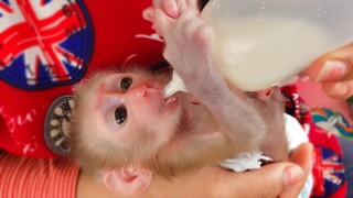 Tiny adorable Luca become more & more professional drinking milk