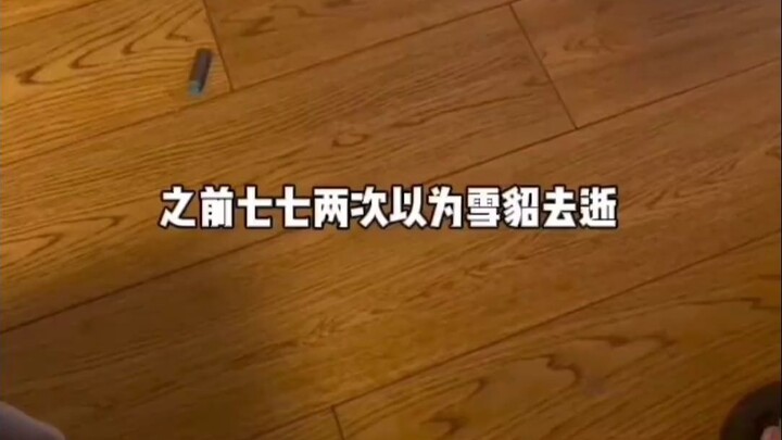 Thất Thất lại lại lại lại bị con chồn tuyết đâm chết làm cho giật mình rồi 😂