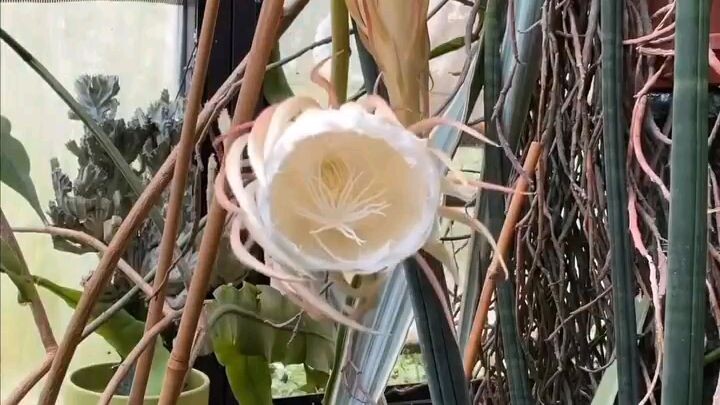 🌺 “Queen of the Night”, Mexico 🇲🇽
