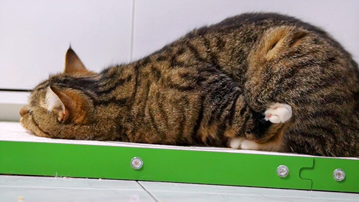 ก้นของเป่าโด่งจนสามารถดันกระป๋องได้ร้อยใบเลยทีเดียว