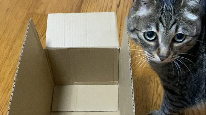 العملية الكاملة لدخول القطة الكبيرة إلى الصندوق الصغير