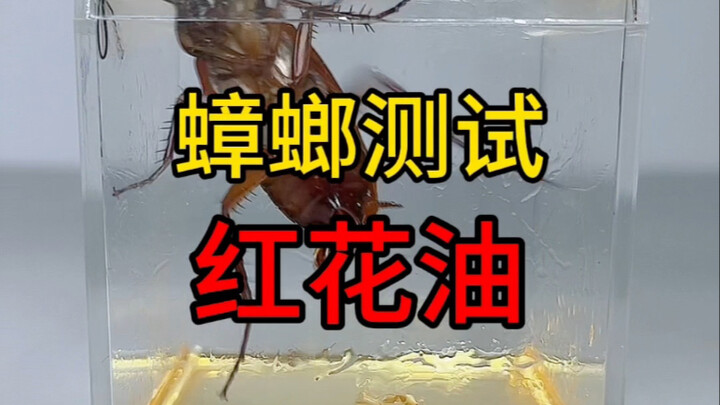 หยดน้ำมันหอมแดงฉุนจัดลงในกล่องดักแมลงสาบ แมลงสาบจะถูกควันรมจนสลบไหม? เต้นมันส์ระดับอีพิค!