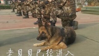 部队大院最大爷的狗狗