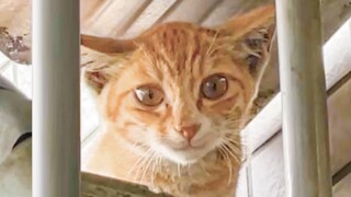 Tidak mungkin masih ada yang belum mendapatkan kucing penyegar, kan?