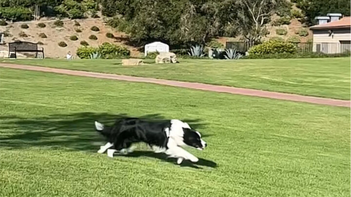Melihat border collie berlari kencang benar-benar bikin ingin menangis
