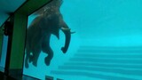 elephant swimming