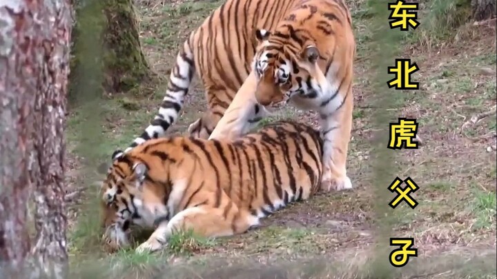 “The Amazing Friendship Between a Male Siberian Tiger and His Son” – Advanced Edition of Big Cat Cud