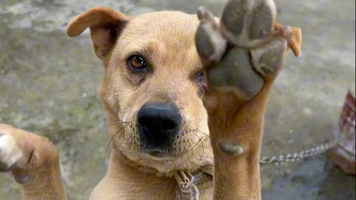When the village puppy eats dog treats for the first time!