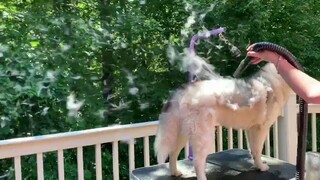 Summer has arrived, and the Husky is starting to shed its winter coat...