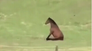 Kuda: Apa yang bisa kulakukan, aku hanyalah seekor kuda