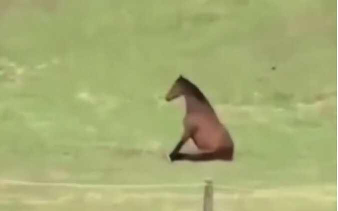 Horse: What can I do? I'm just a horse.