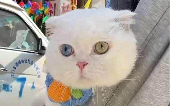 So it turns out Skye’s just a Jinghai cat! Our home is in Jinghai!