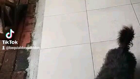 Lion ba to o aso🤣🤣🤣🤣